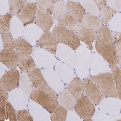 Kelch Domain Containing 7A Antibody, Novus Biologicals:Antibodies:Primary